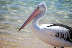 Гостиница The Peninsular Merimbula  Меримбула